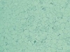 C6081